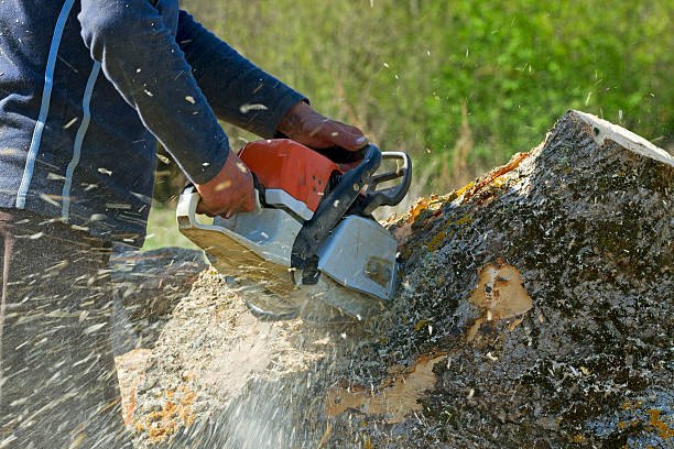 Reliable Stanton, CA  Tree Services Solutions